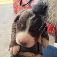 Kimi, a female Australian Shepherd for sale in Pahrump, NV – Photo 1 of 5