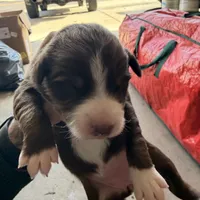 Kimi, a female Australian Shepherd for sale in Pahrump, NV – Photo 5 of 5