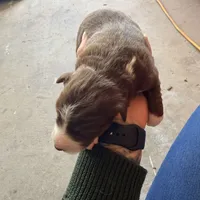 Kimi, a female Australian Shepherd for sale in Pahrump, NV – Photo 4 of 5