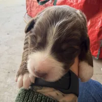 Kimi, a female Australian Shepherd for sale in Pahrump, NV – Photo 3 of 5