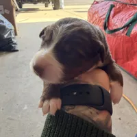 Kimi, a female Australian Shepherd for sale in Pahrump, NV – Photo 2 of 5