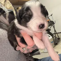 Gabby, a female Australian Shepherd for sale in Pahrump, NV – Photo 3 of 5