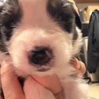 Gabby, a female Australian Shepherd for sale in Pahrump, NV – Photo 4 of 5