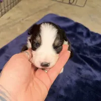 Gabby, a female Australian Shepherd for sale in Pahrump, NV – Photo 5 of 5