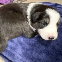 Gabby, a female Australian Shepherd for sale in Pahrump, NV – Photo 1 of 5