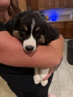 Oak, a male Australian Shepherd for sale in Las Vegas, NV – 2 of 5