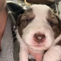 Charles, a male Australian Shepherd for sale in Pahrump, NV – Photo 3 of 8