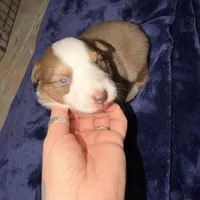 Charles, a male Australian Shepherd for sale in Pahrump, NV – Photo 4 of 8