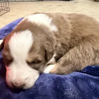Charles, a male Australian Shepherd for sale in Pahrump, NV – Photo 7 of 8