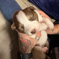 Charles, a male Australian Shepherd for sale in Pahrump, NV – Photo 5 of 8