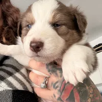 Charles, a male Australian Shepherd for sale in Pahrump, NV – Photo 1 of 8