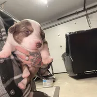 Charles, a male Australian Shepherd for sale in Pahrump, NV – Photo 8 of 8