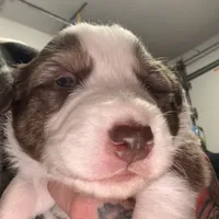 Charles, a male Australian Shepherd for sale in Pahrump, NV – Photo 6 of 8