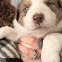 Charles, a male Australian Shepherd for sale in Pahrump, NV – Photo 2 of 8