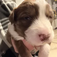 Oscar, a male Australian Shepherd for sale in Pahrump, NV – Photo 4 of 7