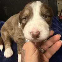 Oscar, a male Australian Shepherd for sale in Pahrump, NV – Photo 6 of 7