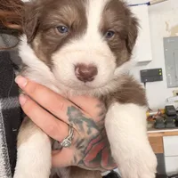 Oscar, a male Australian Shepherd for sale in Pahrump, NV – Photo 2 of 7