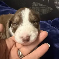 Oscar, a male Australian Shepherd for sale in Pahrump, NV – Photo 5 of 7