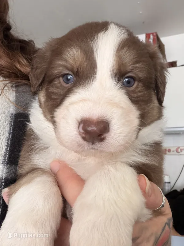 Oscar – Australian Shepherd puppy on hold in Pahrump, NV