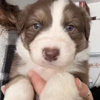 Oscar, a male Australian Shepherd for sale in Pahrump, NV – Photo 1 of 7
