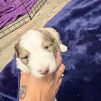 Hamilton, a male Australian Shepherd for sale in Pahrump, NV – Photo 6 of 6