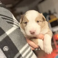 Hamilton, a male Australian Shepherd for sale in Pahrump, NV – Photo 3 of 6