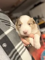 processed/59204fb2-fef6-46f9-a688-5145fe576615/listing/5d5f1d91-460c-4c77-a6a3-d4b470012825/3a678b34-42f6-4eb7-88b1-3c04fa3f5488