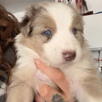 Hamilton, a male Australian Shepherd for sale in Pahrump, NV – Photo 1 of 6