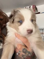 processed/59204fb2-fef6-46f9-a688-5145fe576615/listing/5d5f1d91-460c-4c77-a6a3-d4b470012825/f797f8d4-fa89-4bba-a36c-aa0f788fef5a