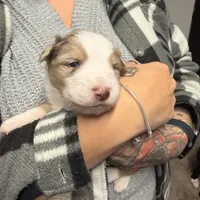 Hamilton, a male Australian Shepherd for sale in Pahrump, NV – Photo 4 of 6