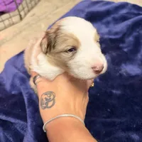 Hamilton, a male Australian Shepherd for sale in Pahrump, NV – Photo 5 of 6