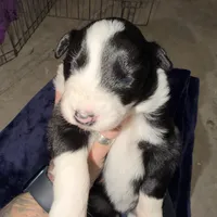 Nico, a female Australian Shepherd for sale in Pahrump, NV – Photo 9 of 9