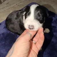 Nico, a female Australian Shepherd for sale in Pahrump, NV – Photo 3 of 9