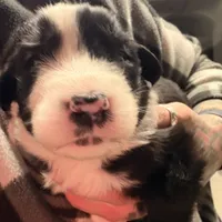 Nico, a female Australian Shepherd for sale in Pahrump, NV – Photo 4 of 9