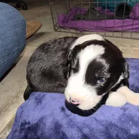 Nico, a female Australian Shepherd for sale in Pahrump, NV – Photo 8 of 9