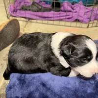 Nico, a female Australian Shepherd for sale in Pahrump, NV – Photo 5 of 9
