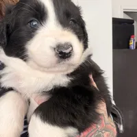 Nico, a female Australian Shepherd for sale in Pahrump, NV – Photo 2 of 9