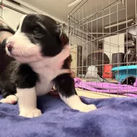 Nico, a female Australian Shepherd for sale in Pahrump, NV – Photo 7 of 9