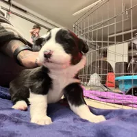 Nico, a female Australian Shepherd for sale in Pahrump, NV – Photo 6 of 9