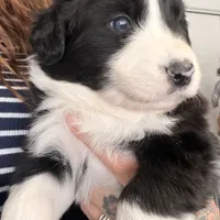 Nico, a female Australian Shepherd for sale in Pahrump, NV – Photo 1 of 9