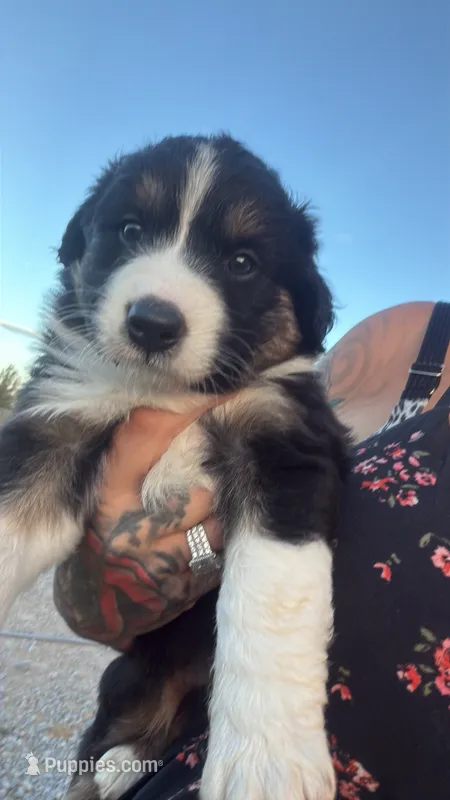 Oak – Australian Shepherd puppy for sale in Pahrump, NV