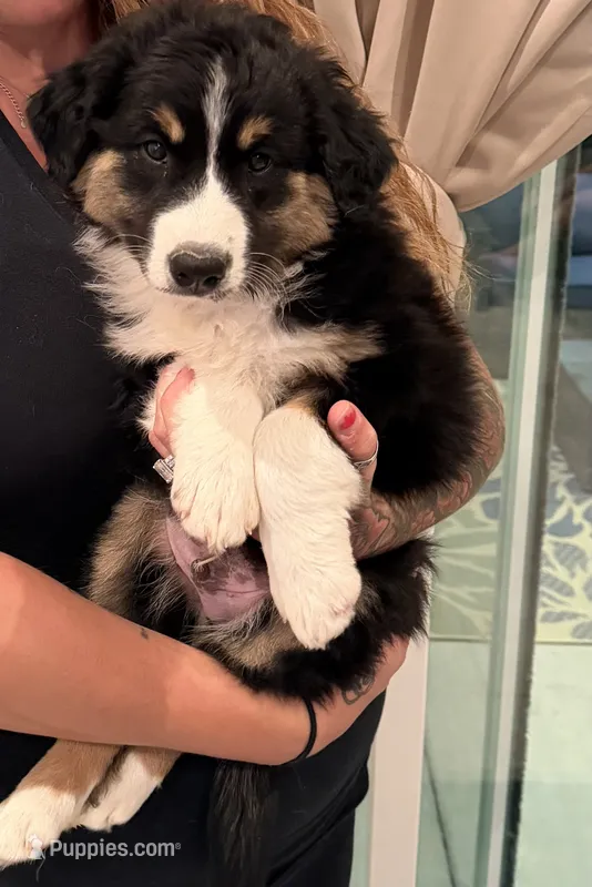Oak – Australian Shepherd puppy for sale in Las Vegas, NV