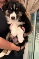 Oak, a male Australian Shepherd for sale in Las Vegas, NV – 1 of 5