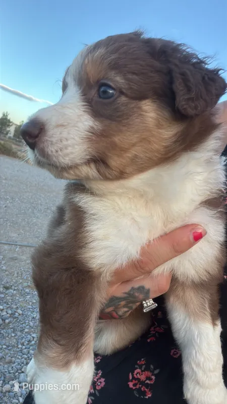 Poppy – Australian Shepherd puppy for sale in Pahrump, NV