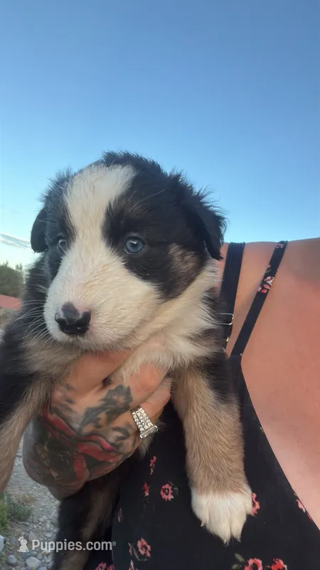 Daffodil  – Australian Shepherd puppy for sale in Pahrump, NV