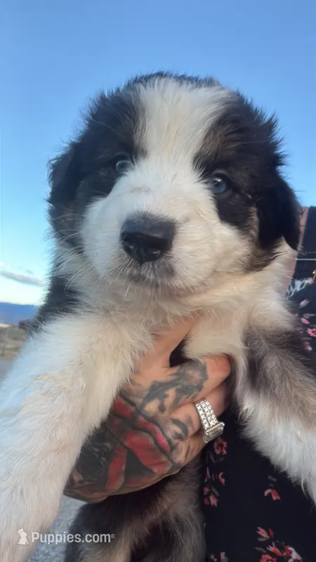 Daisy – Australian Shepherd puppy for sale in Pahrump, NV
