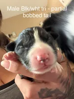 Oak, a male Australian Shepherd for sale in Pahrump, NV – 2 of 3