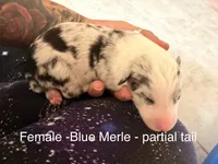 Tulip, a female Australian Shepherd for sale in Pahrump, NV – 2 of 3