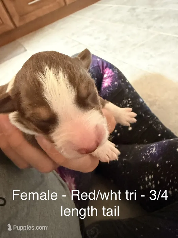 Poppy – Australian Shepherd puppy for sale in Pahrump, NV
