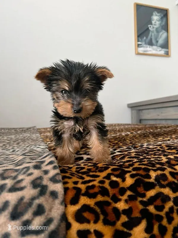 Patrick – Yorkshire Terrier puppy for sale in Peoria, IL